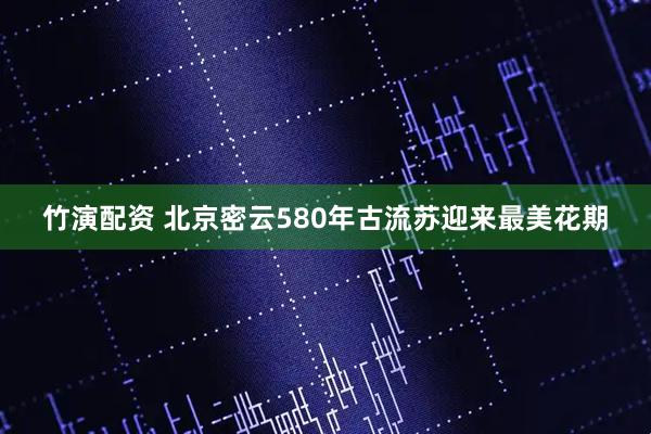 竹演配资 北京密云580年古流苏迎来最美花期