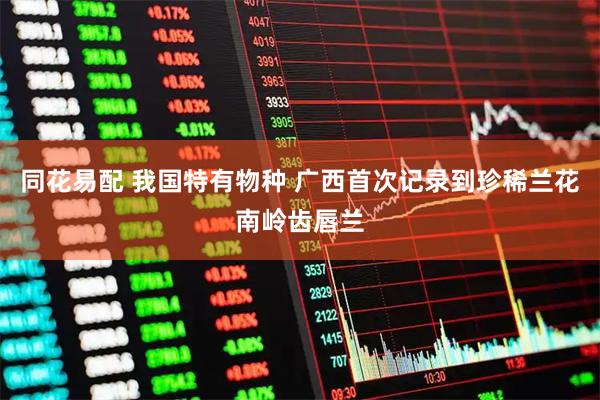同花易配 我国特有物种 广西首次记录到珍稀兰花南岭齿唇兰